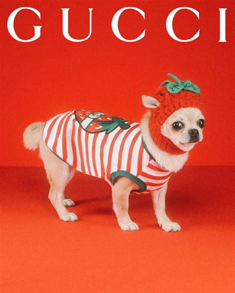 gucci schnauzer|gucci pets.